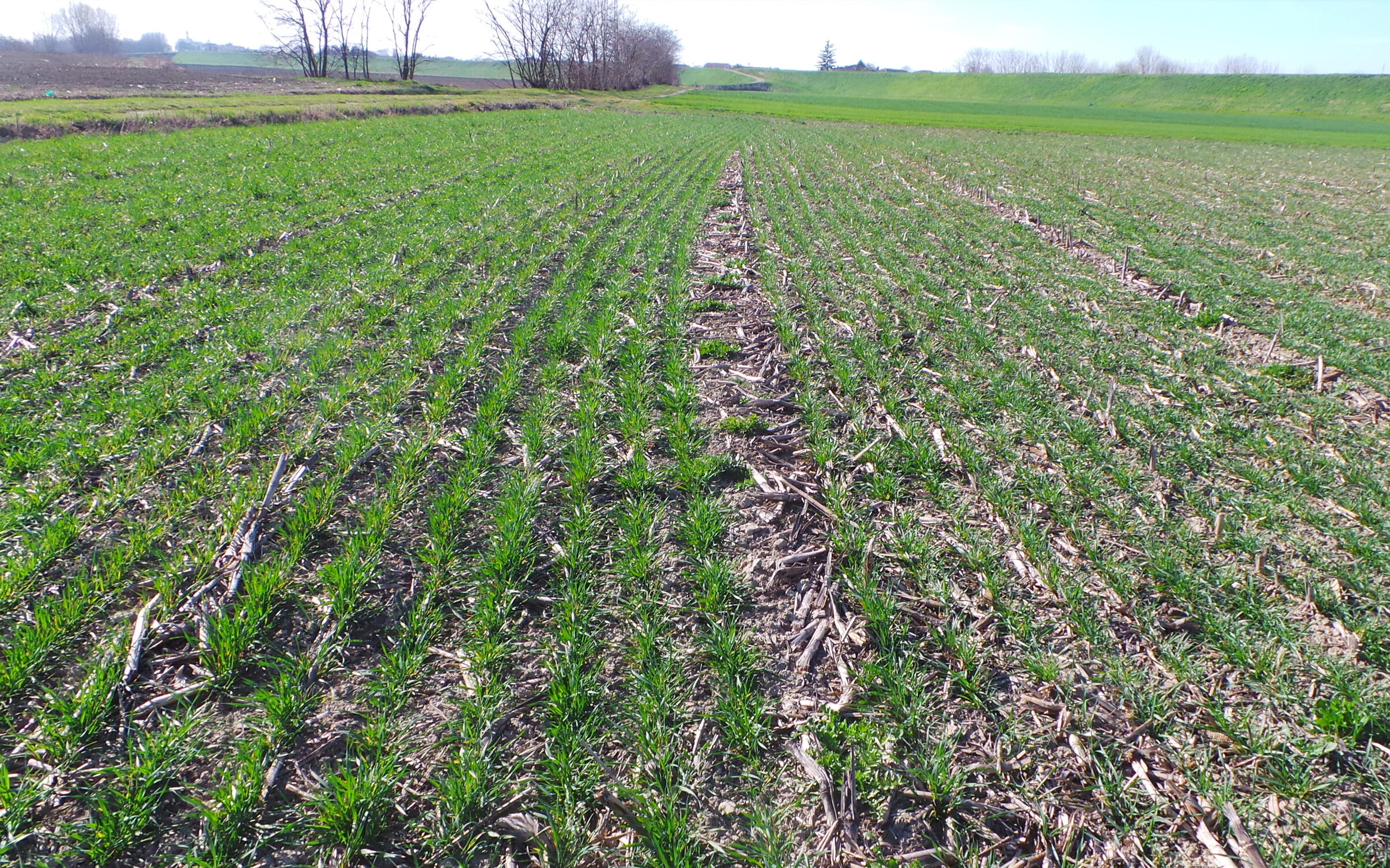 Grano: diserbo in pre-semina su sodo e minima