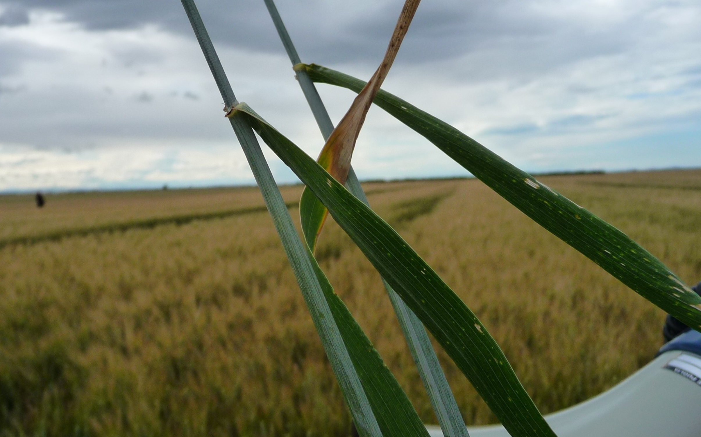 Frumento, indispensabili gli interventi fungicidi per prolungare lo stay green