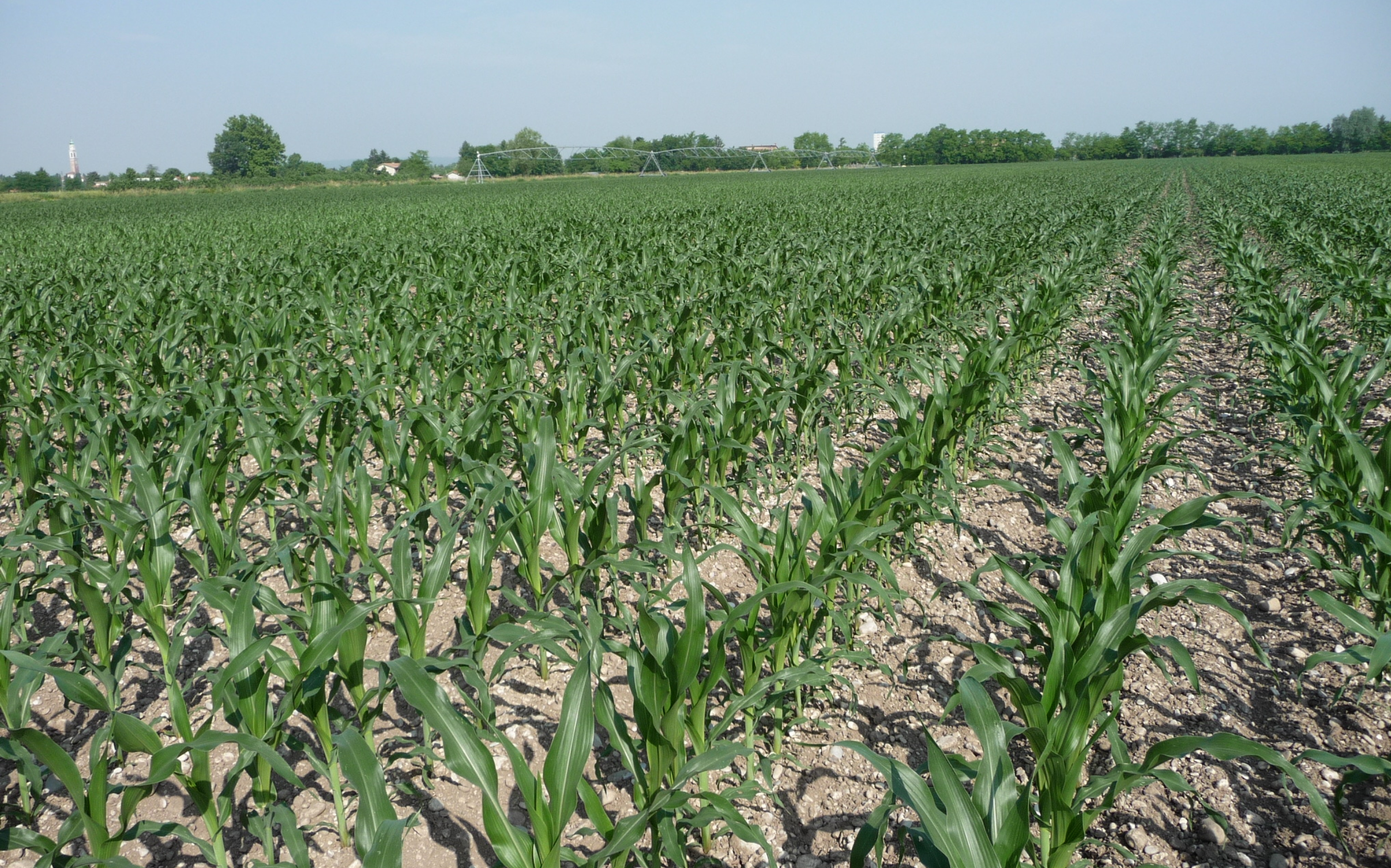 Mais: con le ali gocciolanti interrate pi&ugrave; quintali e minori emissioni