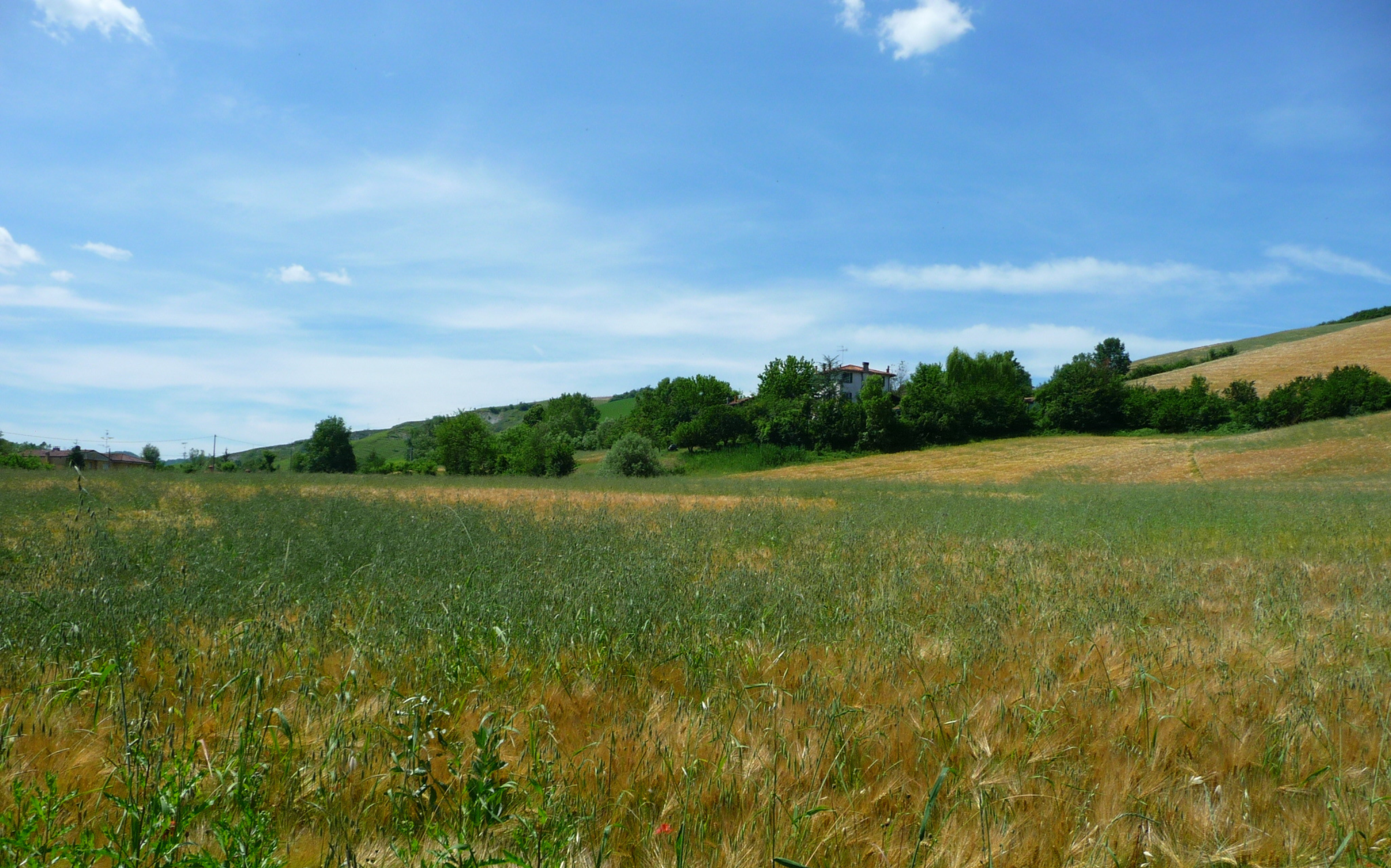 Incelo: nuovo erbicida contro le graminacee del frumento