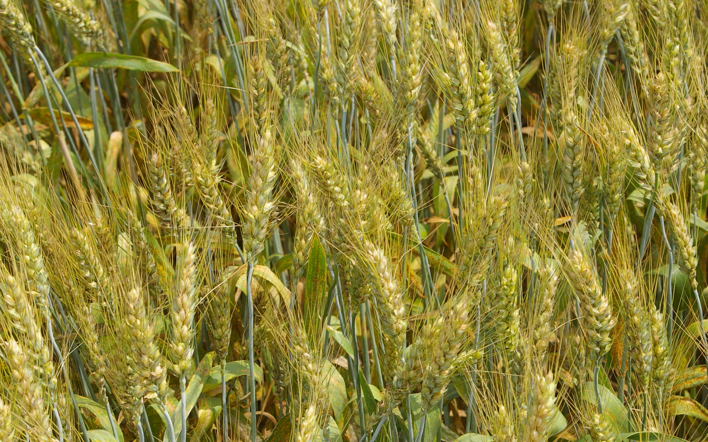 Avastel nuovo fungicida per cereali con assorbimento potenziato e persistente