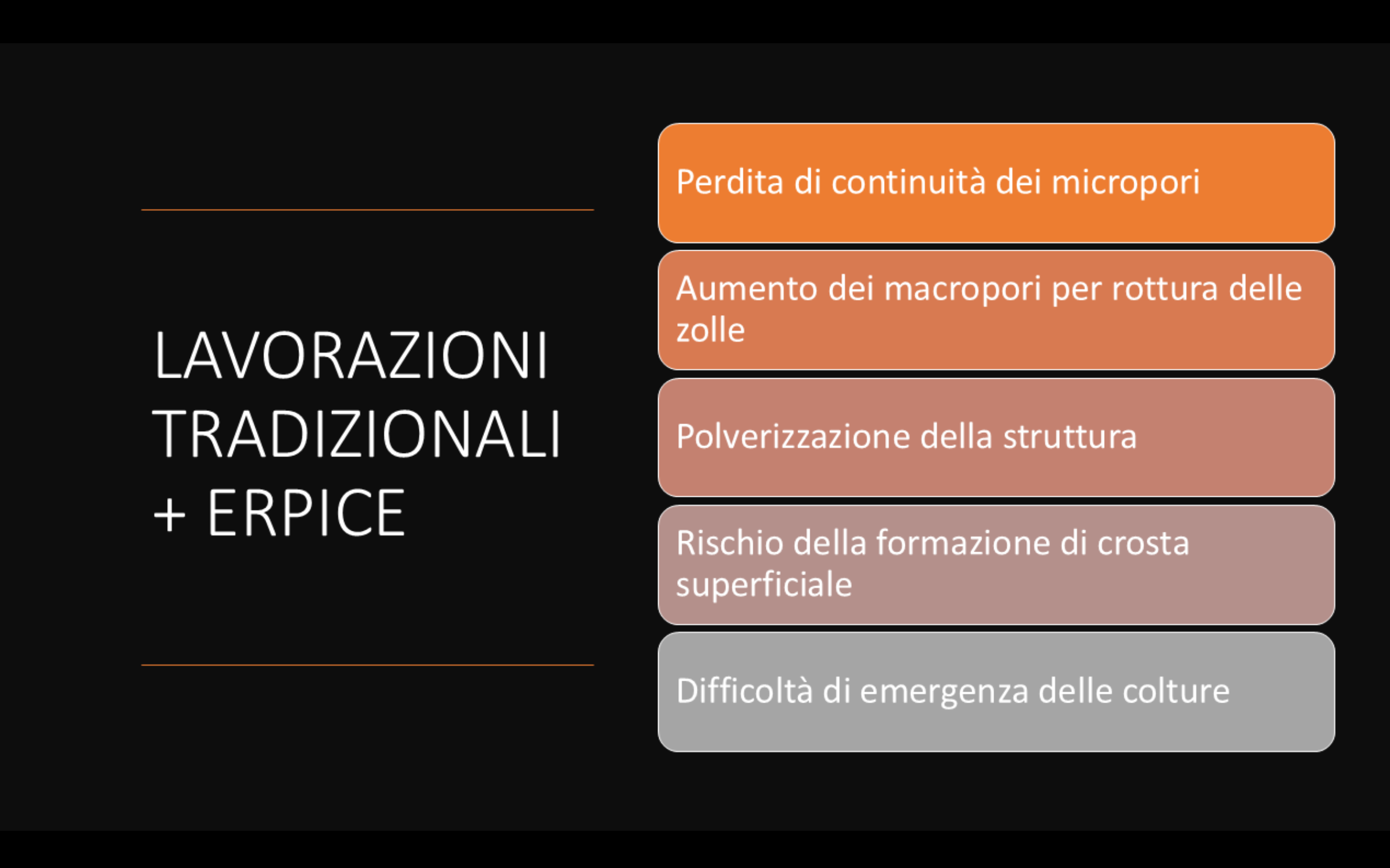 girasole-(3).png