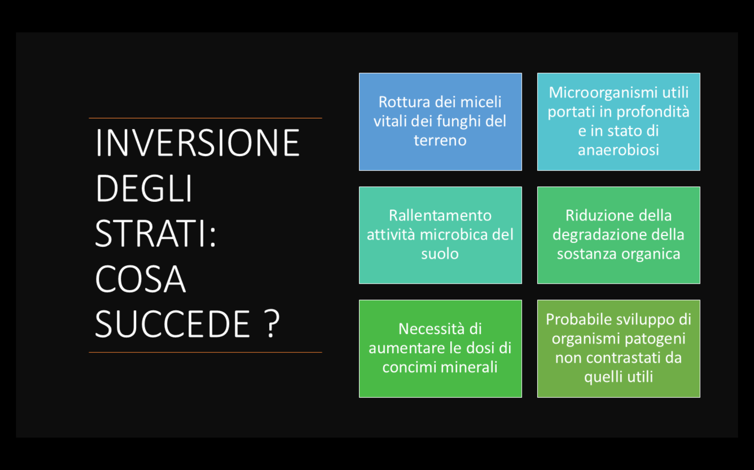 girasole-(7).png