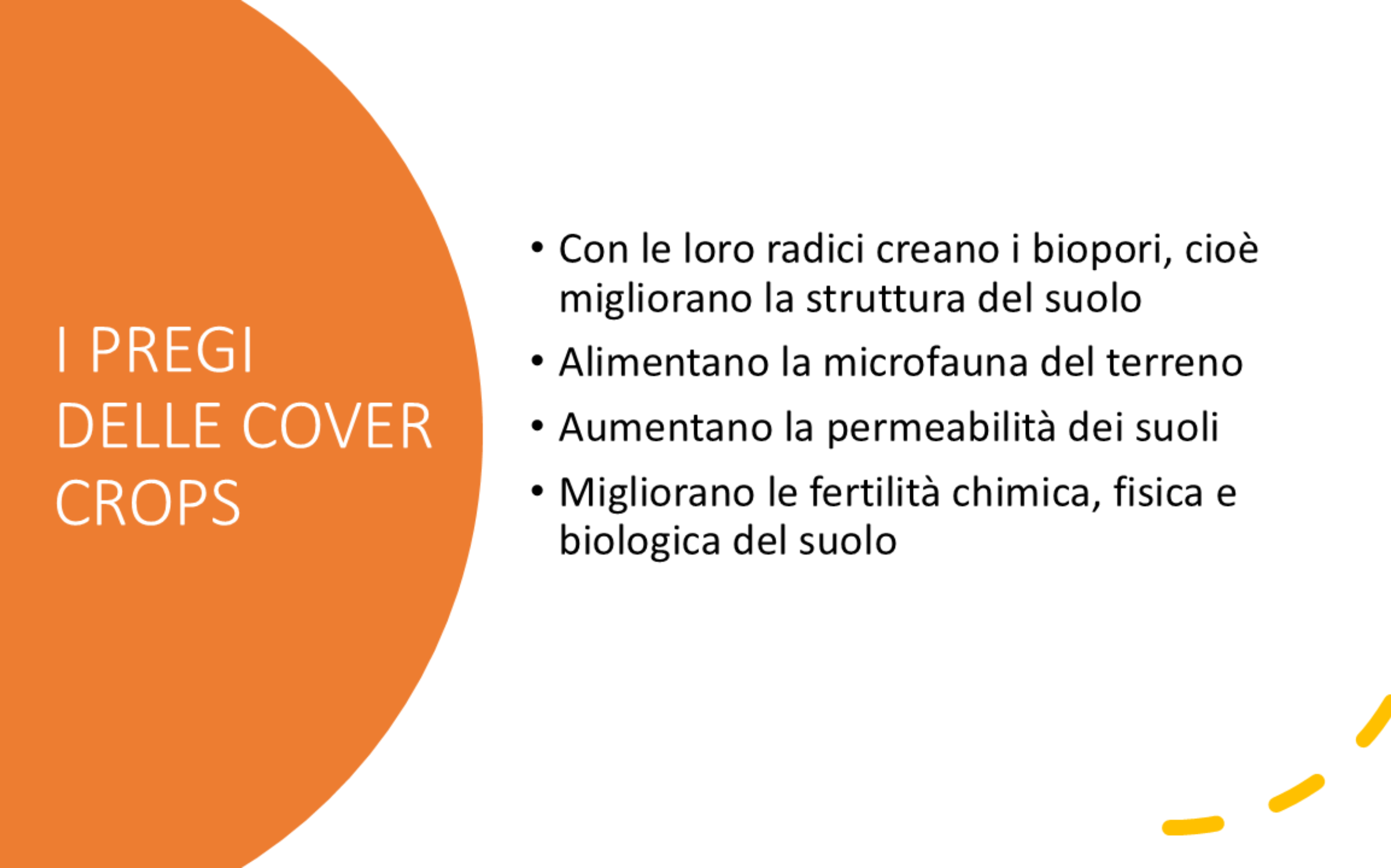 girasole-(9).png