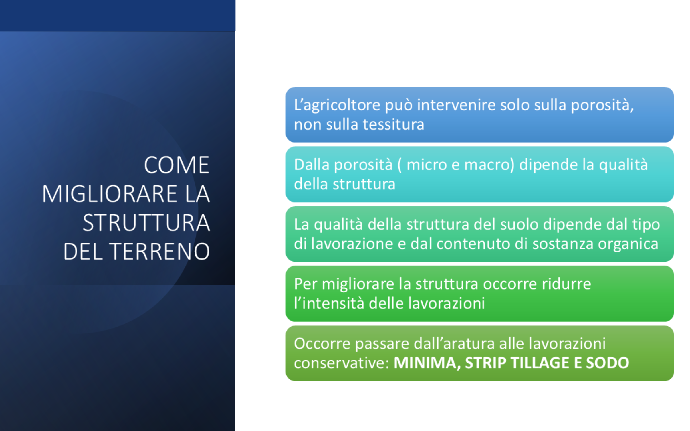 girasole-(8).png