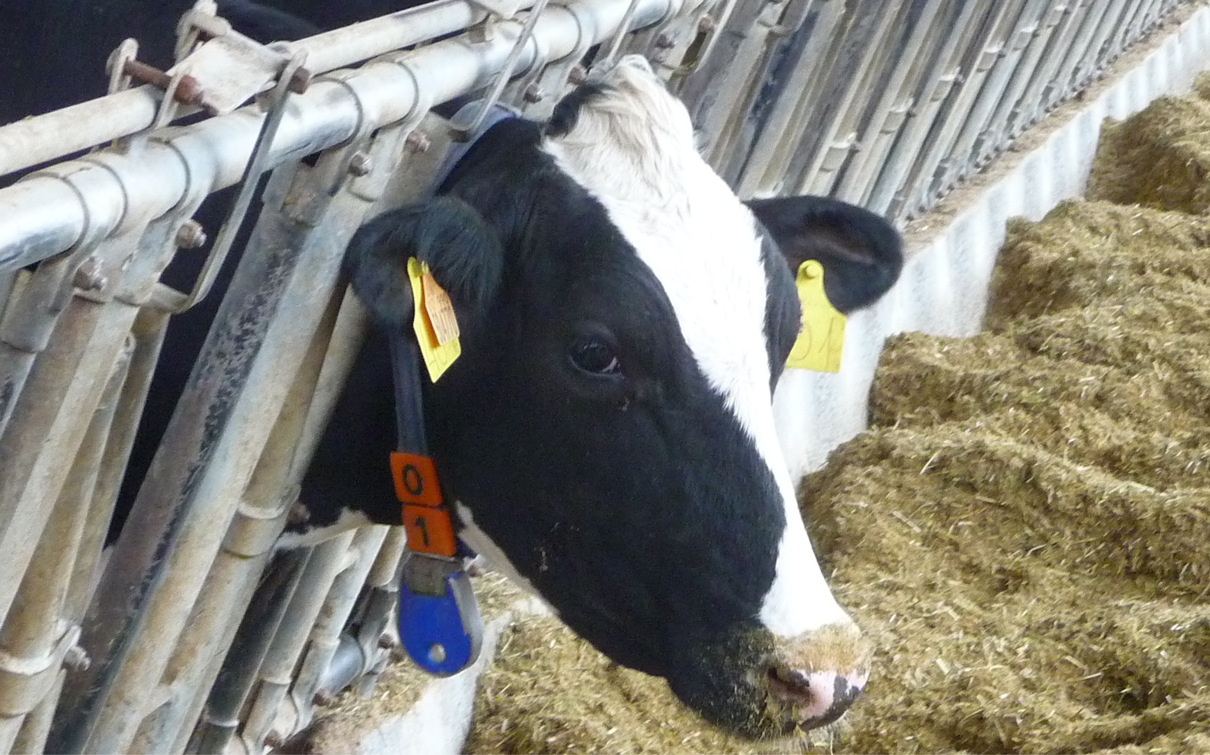 Con il prezzo del latte in picchiata occorre un sistema foraggero più efficiente