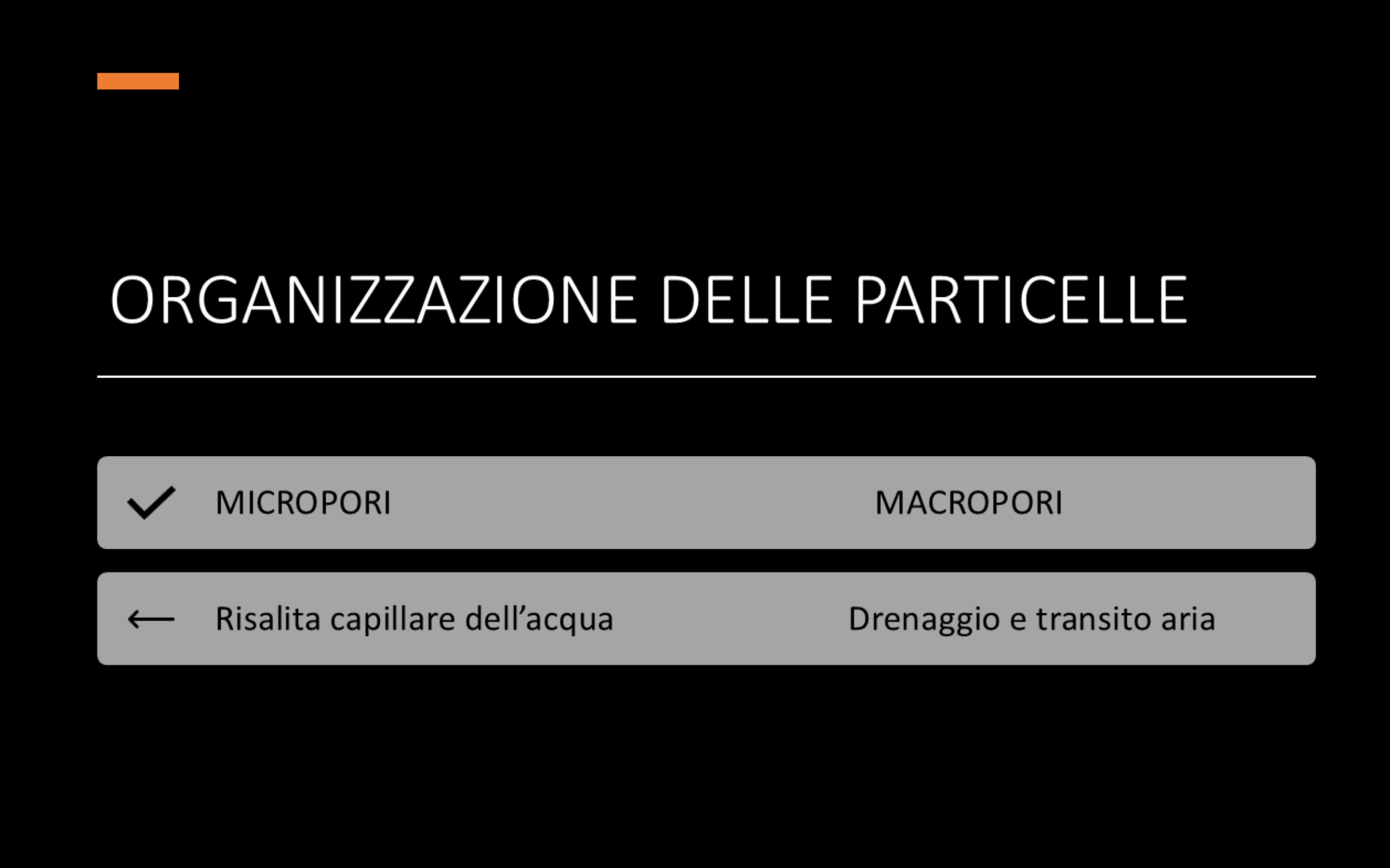 girasole-(2).png