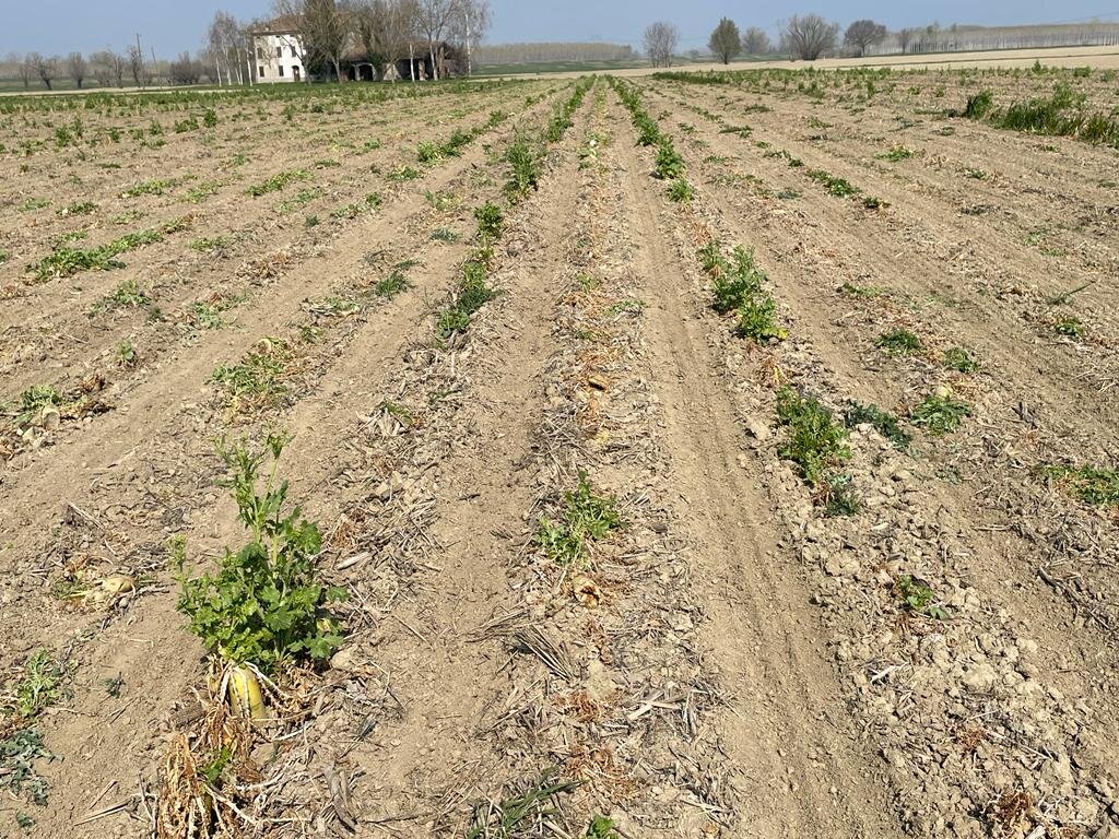 semina-cover-crops-tillage-radish.jpeg semina-cover-crops-tillage-radish.jpeg