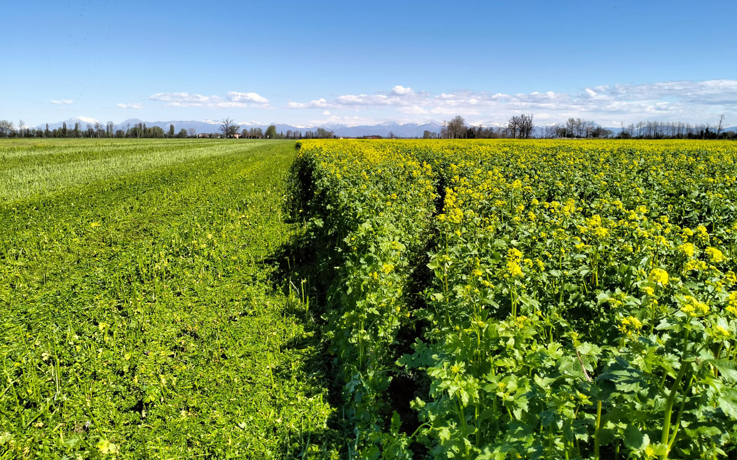 COVER CROPS: Confronto tra miscugli e in purezza