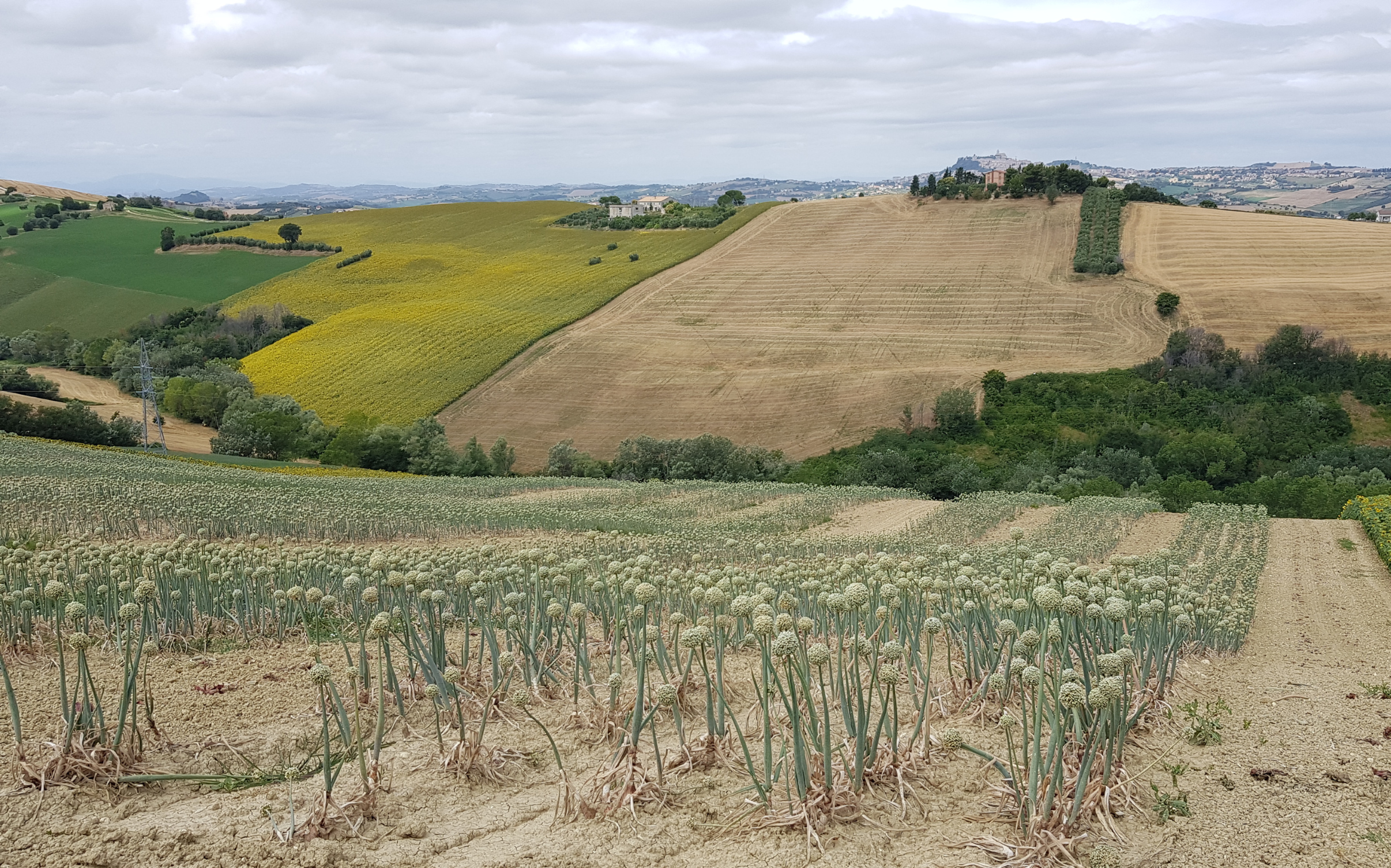 PAC 2026: taglio alla burocrazia solo per i piccoli agricoltori