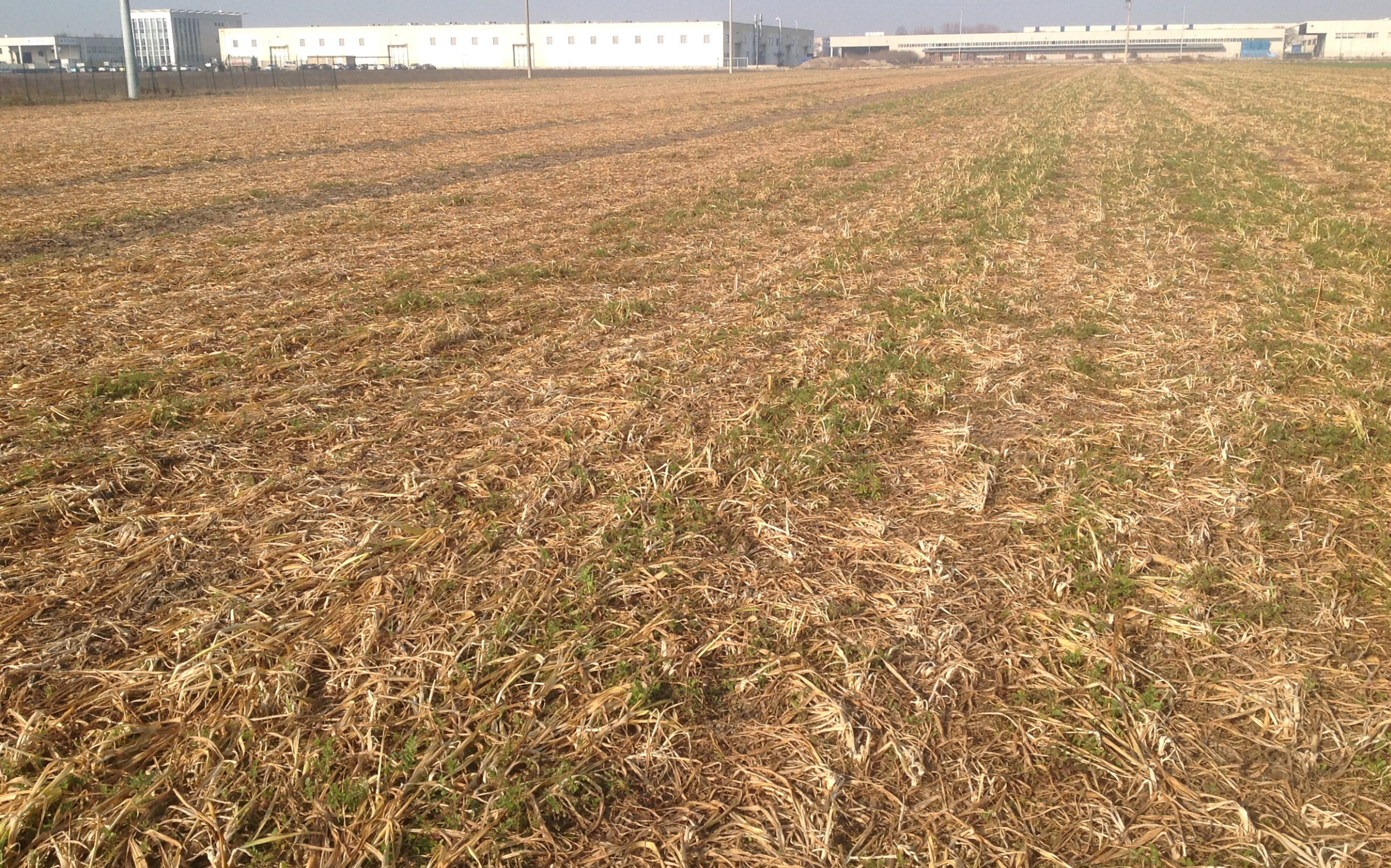 Senape e avena strigosa: un mix vincente di cover crop