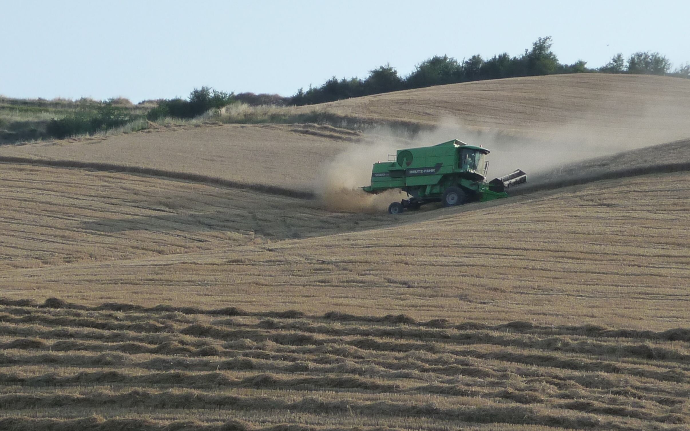 Dal frumento “ rigenerativo” il biscotto Buongrano di Barilla