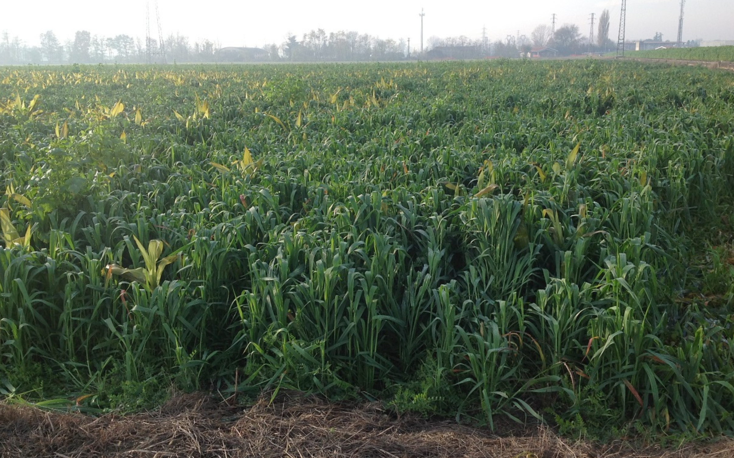 girasole.png girasole.png