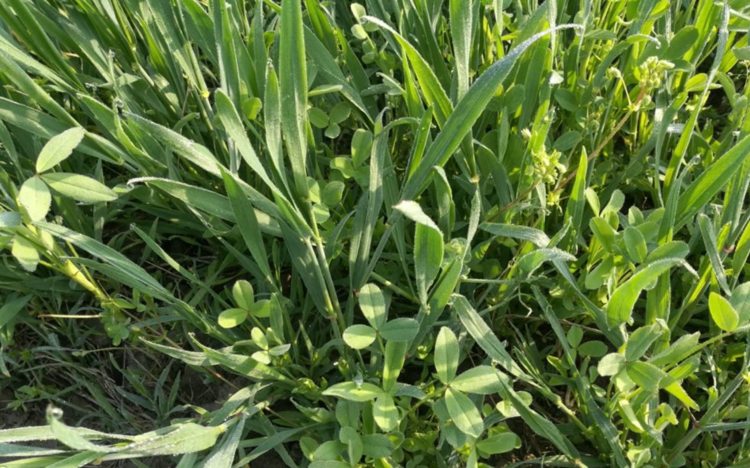 Con la trasemina di medica o trifoglio nel grano si risparmia sui concimi e sui diserbi