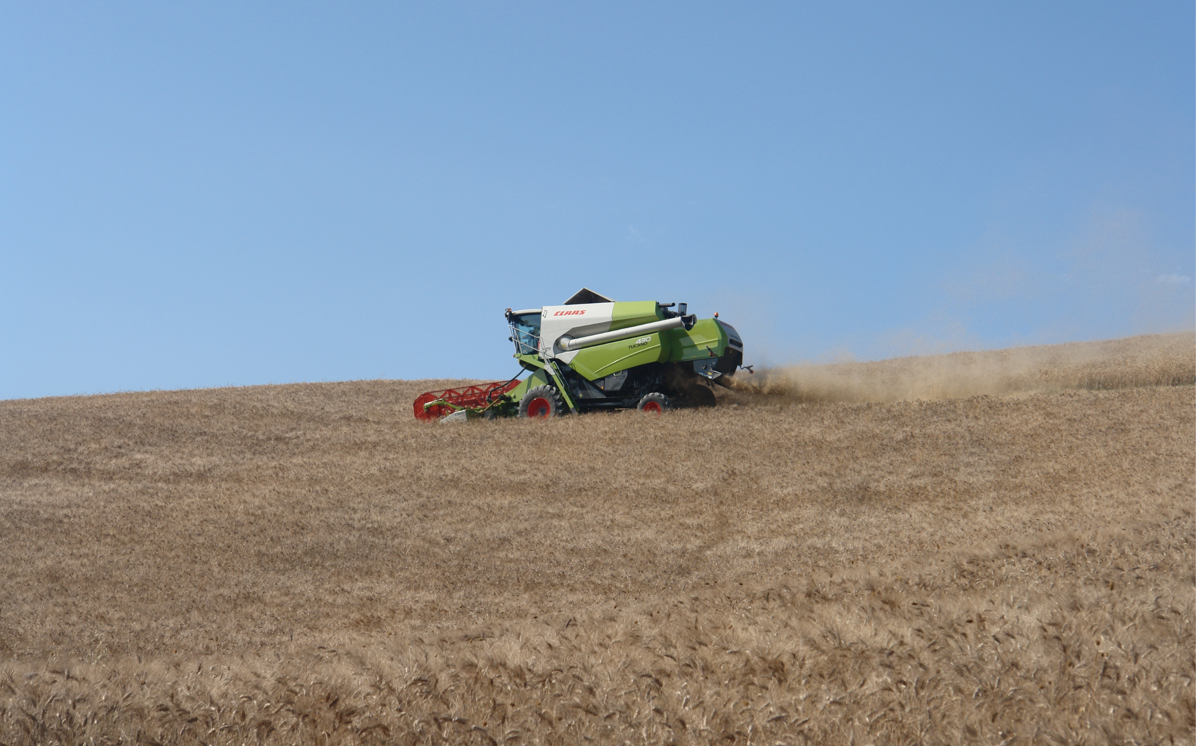 Grano: in aumento le scorte mondiali e quotazioni in ribasso