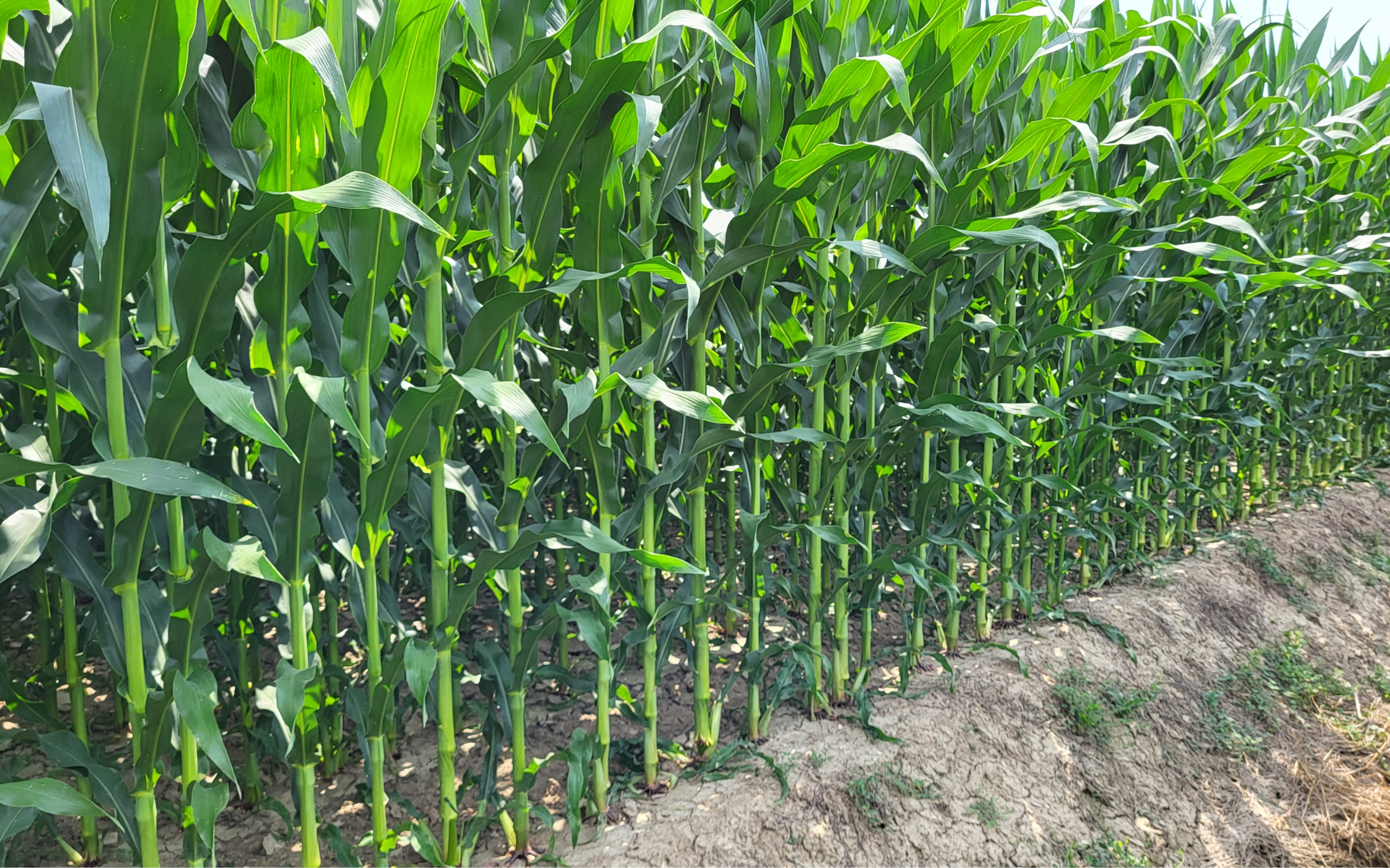 Le nuove testate per la trincia Claas Jaguar 1000