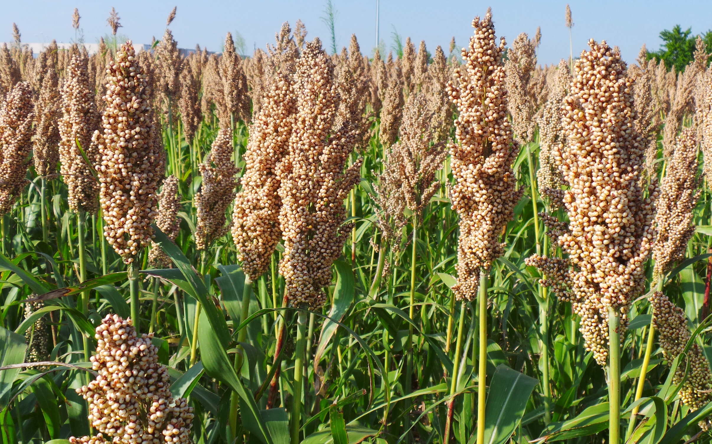 agrotecniche-sorgo-due-soluzioni-contro-le-graminacee.jpeg agrotecniche-sorgo-due-soluzioni-contro-le-graminacee.jpeg