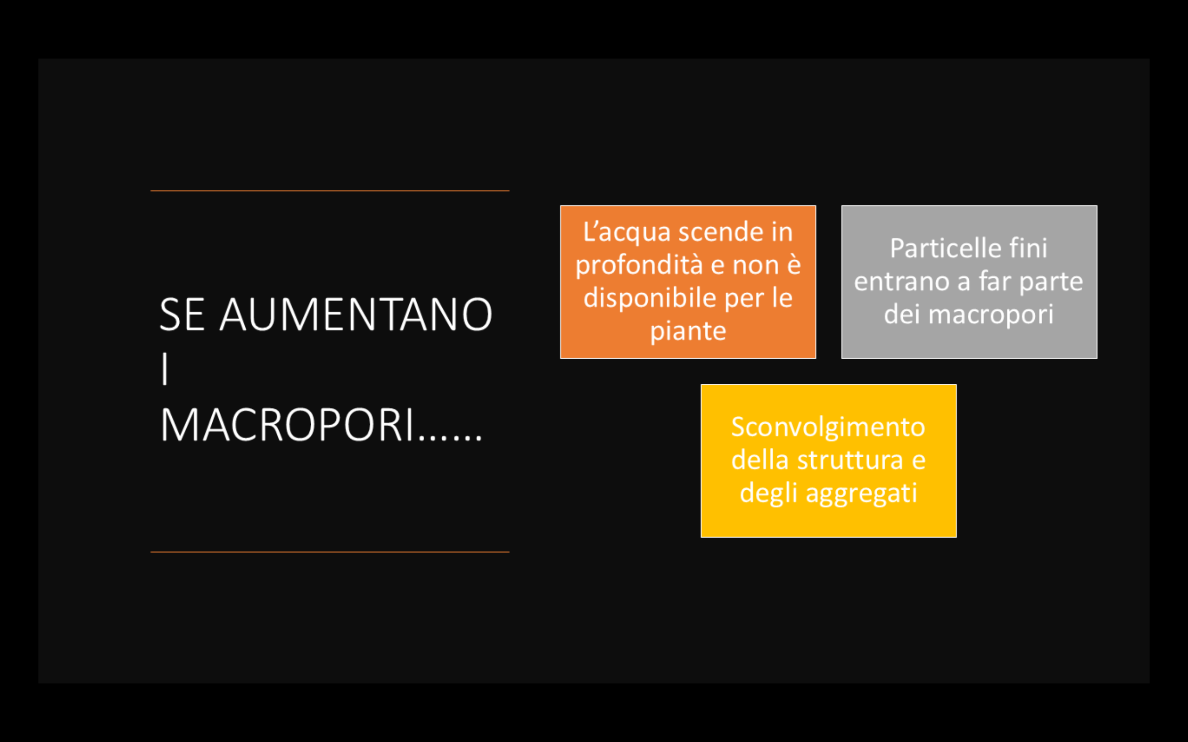 girasole-(6).png
