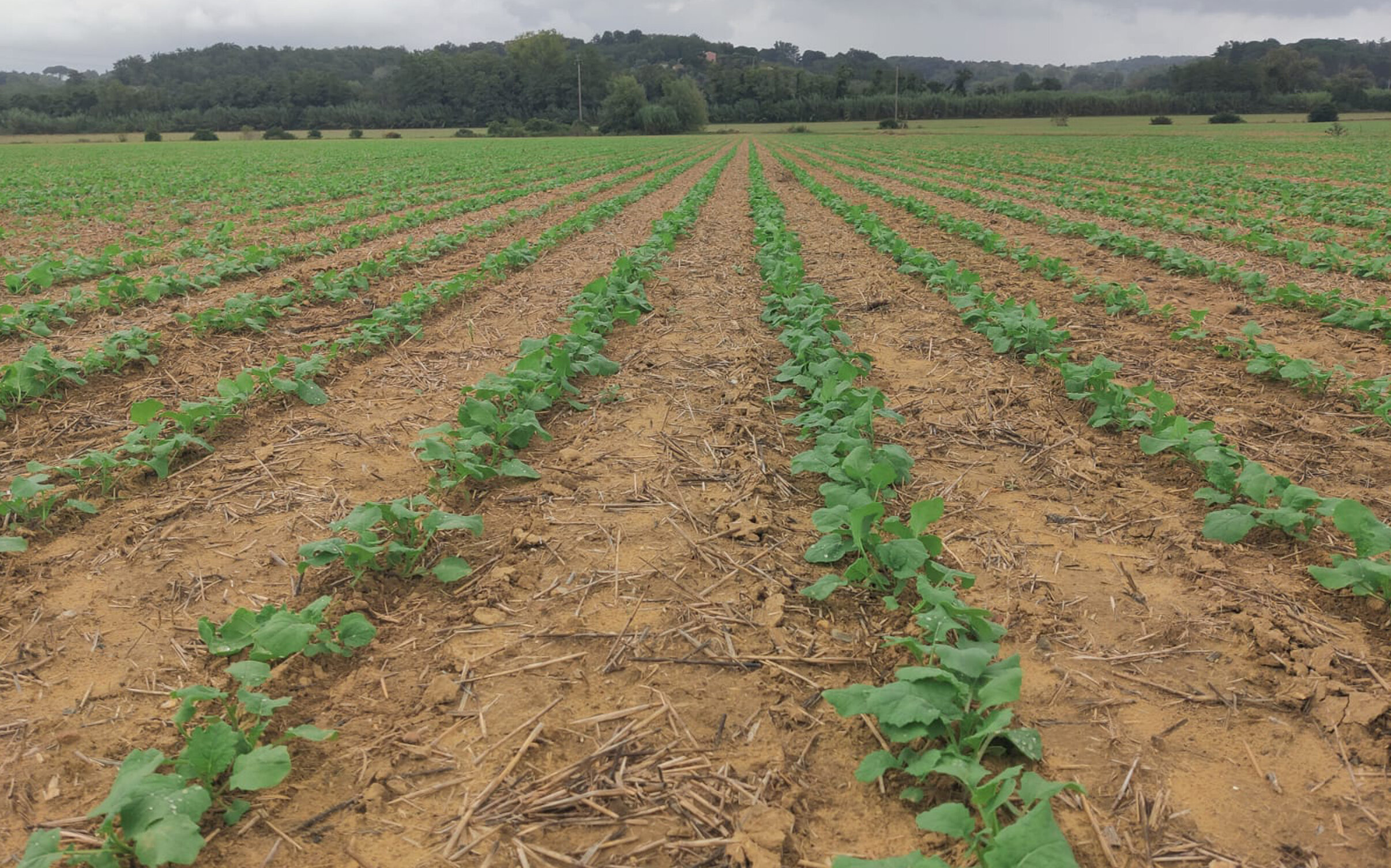 Seminare colza per tenere sotto controllo l’infestante cyperus