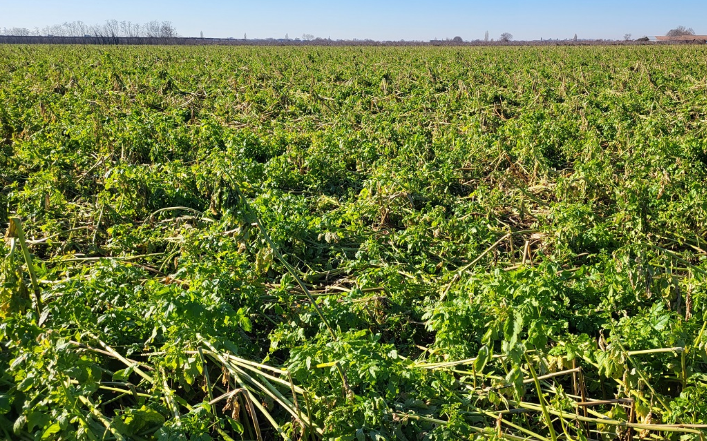 Come lavorare il terreno dopo siccità e bombe d’acqua Il ruolo delle cover crop