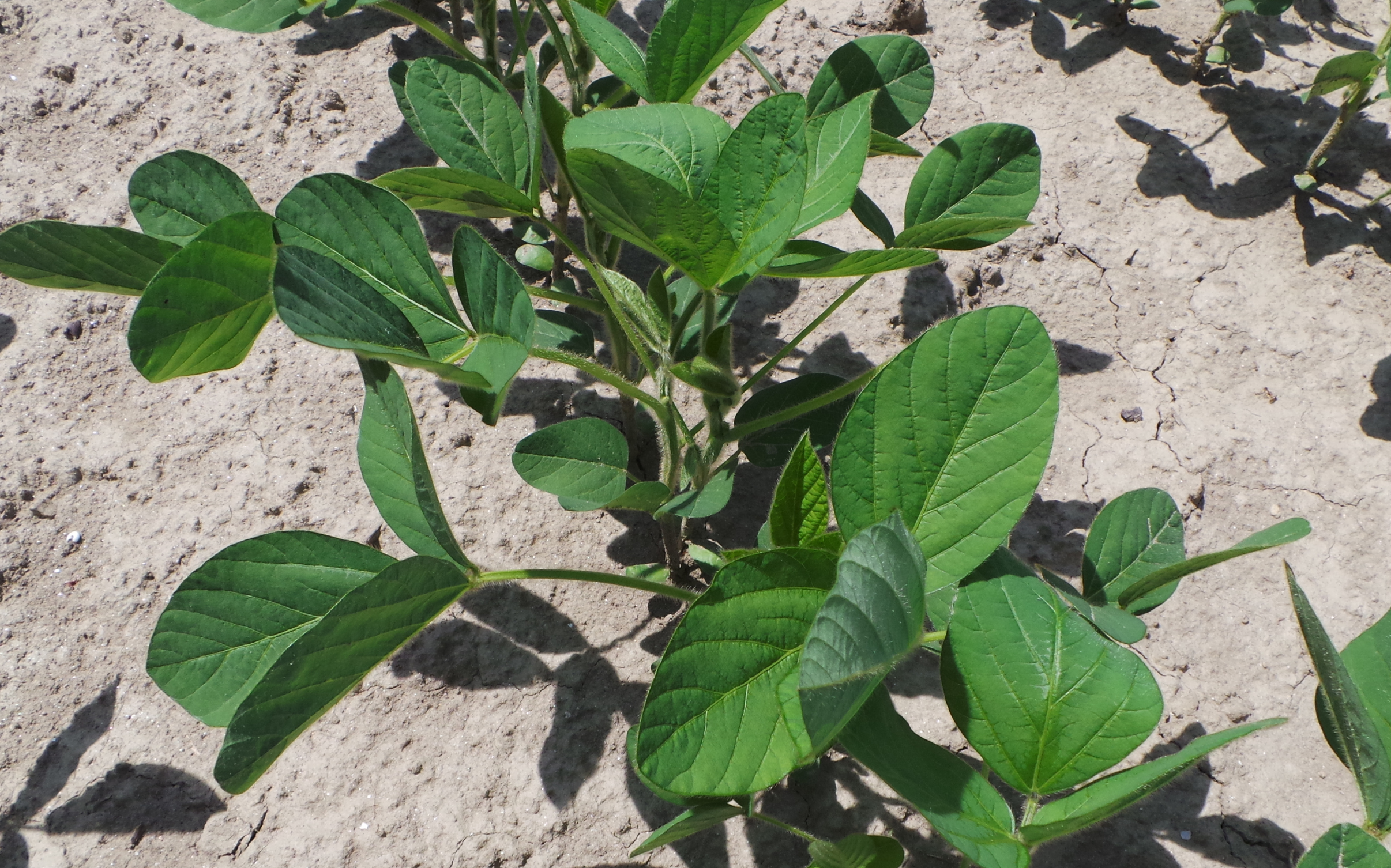 Diserbo soia, letto di semina pulito e trattamenti di post-emergenza