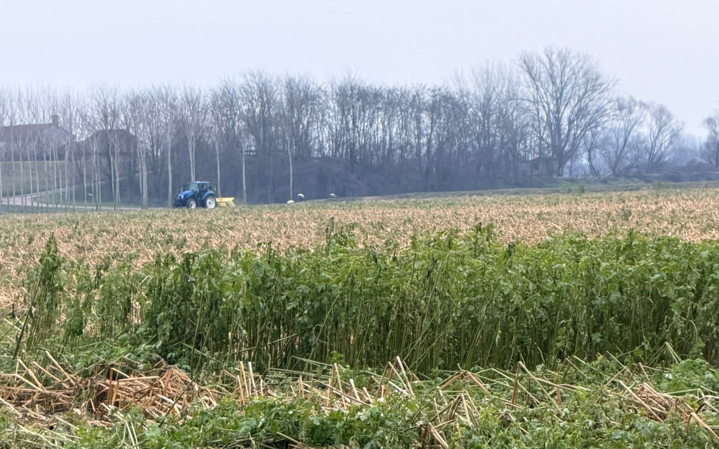 Come gestire le cover crops se in autunno ed inizio inverno le temperature sono miti