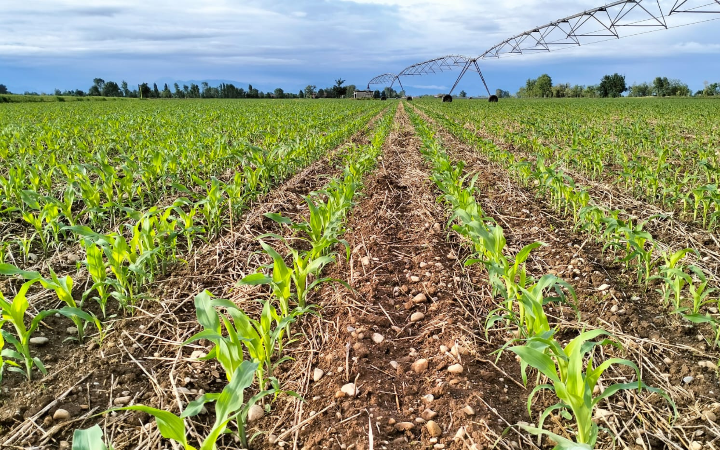Diserbo mais, pre-emergenza o post-emergenza? Attenzione alle previsioni meteo
