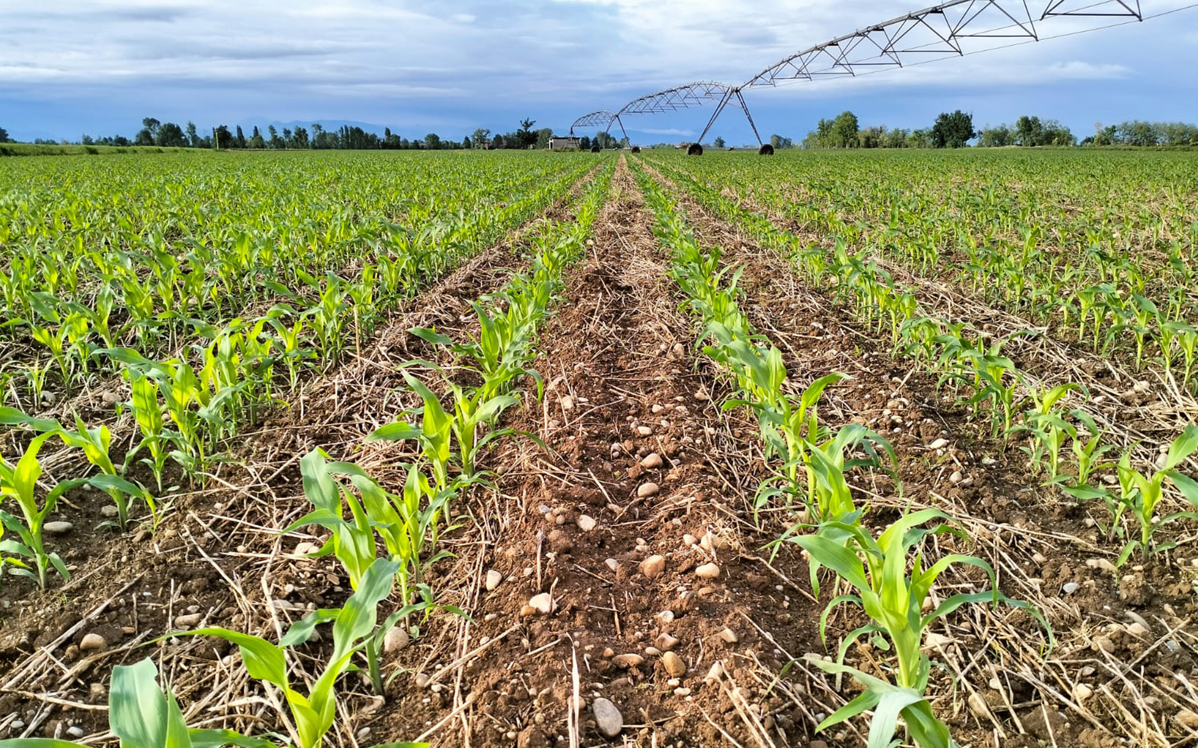 Lo Strip Till taglia i costi e con il mais i conti tornano