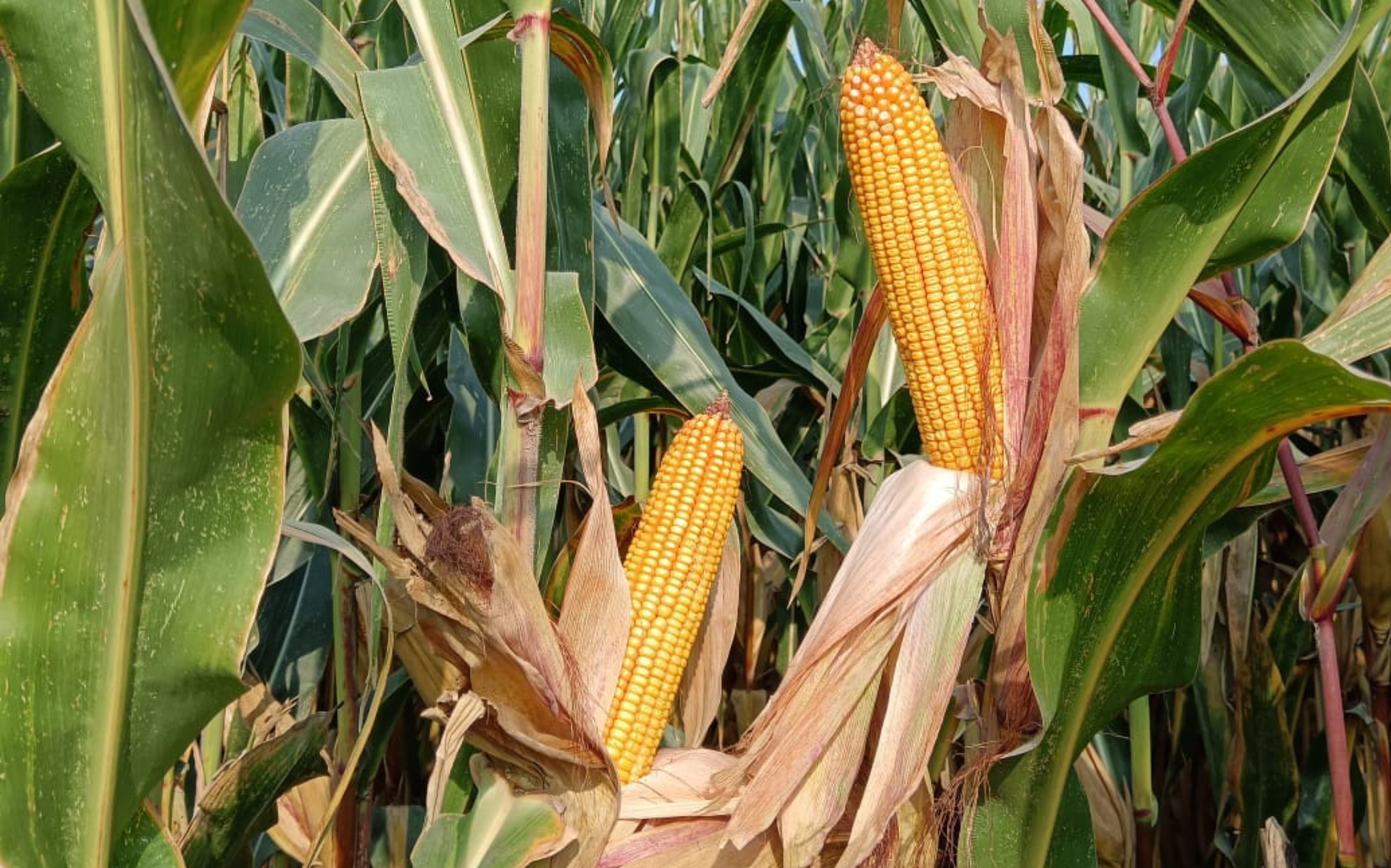 Mais, dopo una buona annata, superfici in crescita anche nel 2026