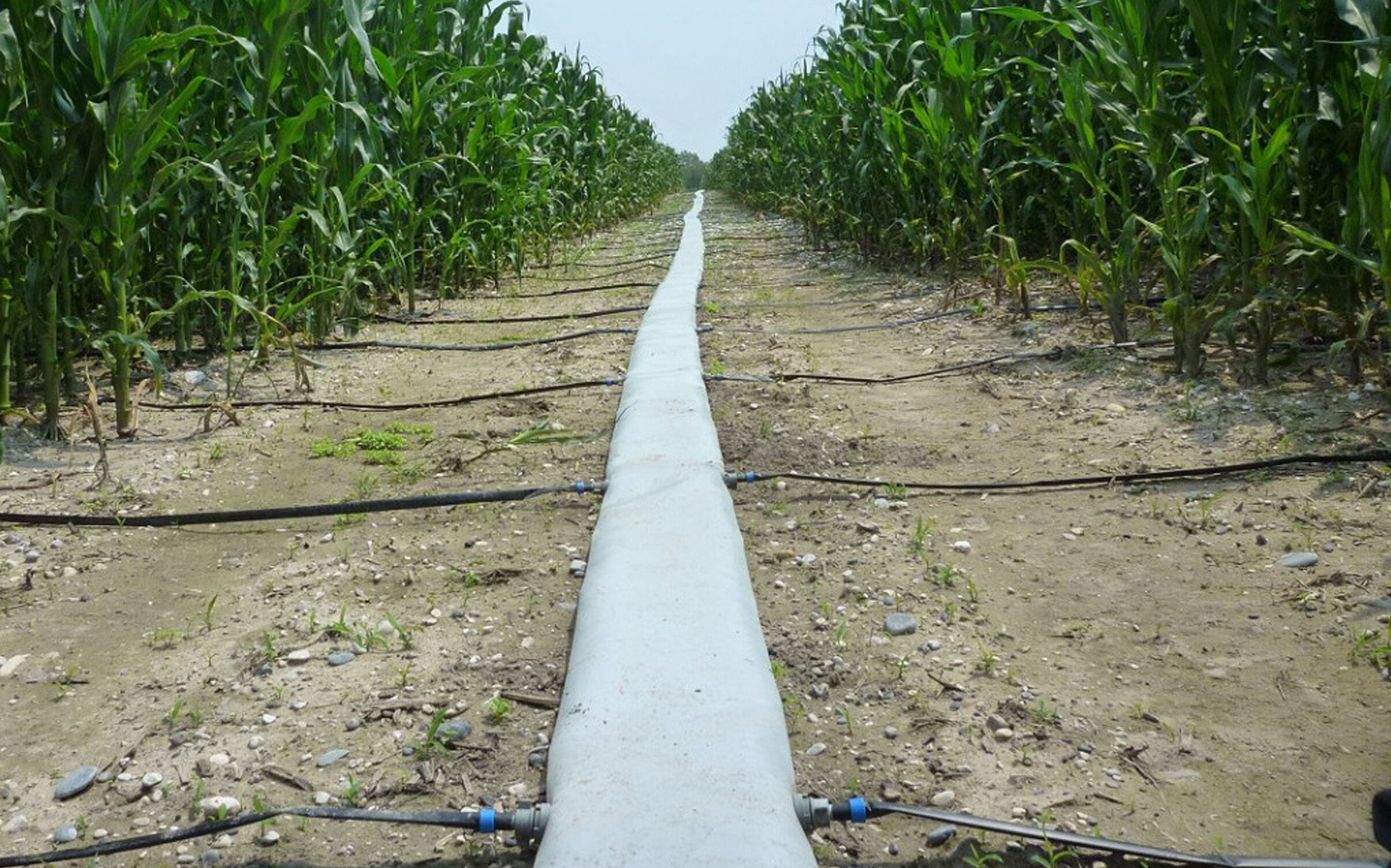 Irrigazione mais: + 11% di granella con l’ala gocciolante superficiale o interrata