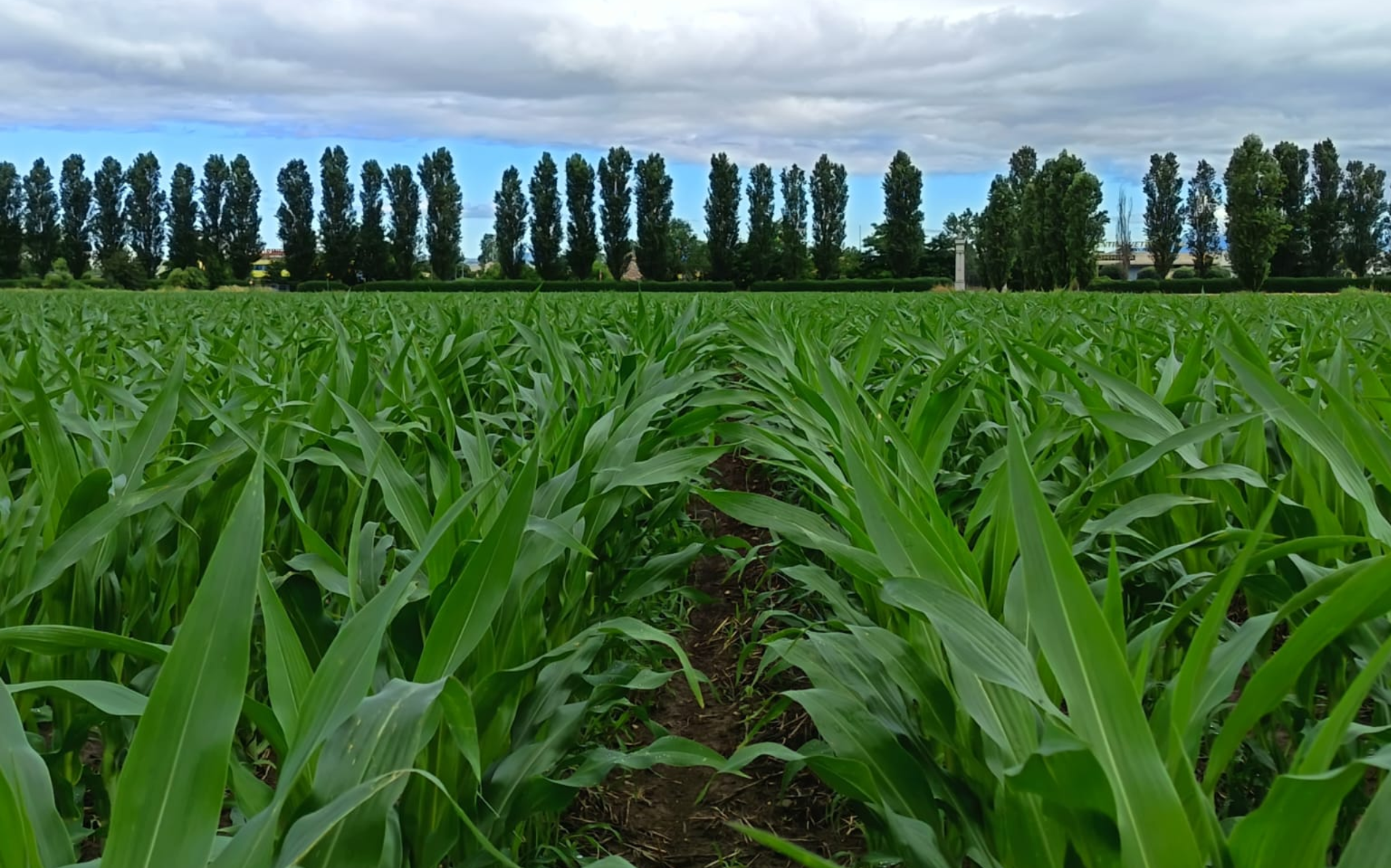Mais: come risparmiare 600 euro all&rsquo;ettaro con strip tiller e digestati