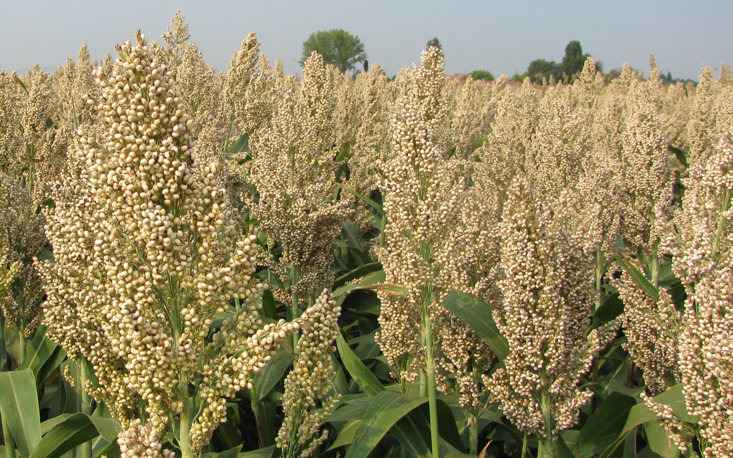 Sorgo sempre pi&ugrave; protagonista nella filiera del Parmigiano Reggiano