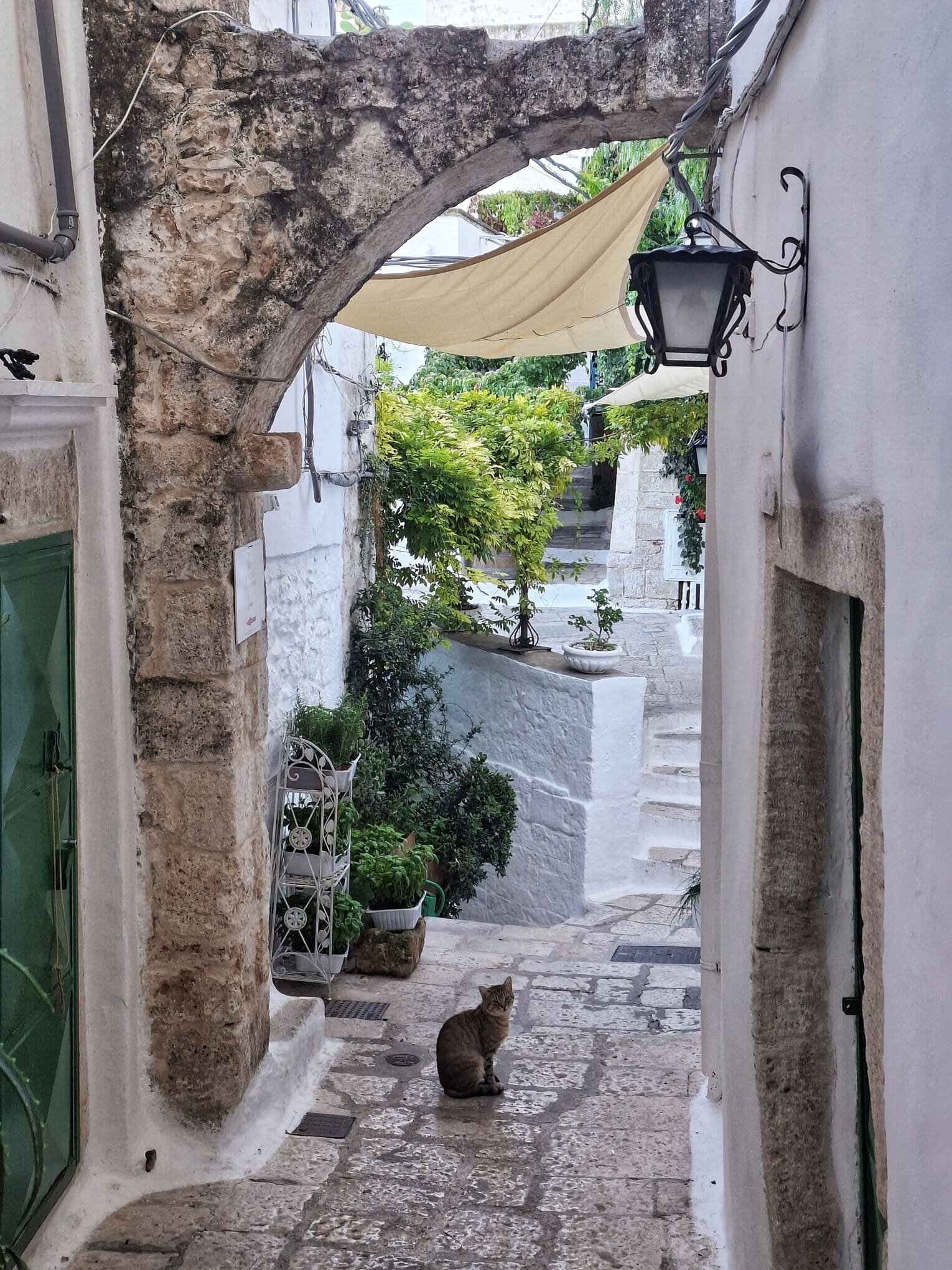 ostuni_gatti_delcentro.jpeg