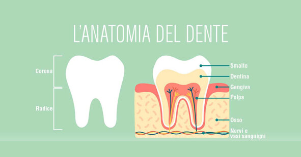 anatomia-dente.jpeg