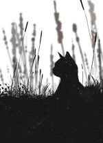 cat