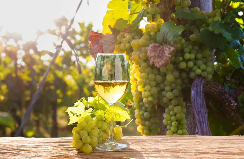 vino-grillo-di-sicilia-dop
