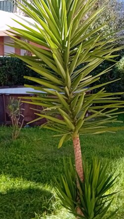 giardino2