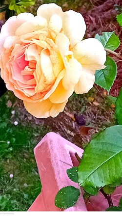 giardino6