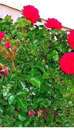 giardino7-2