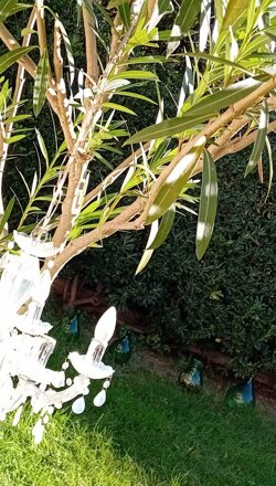 giardino4