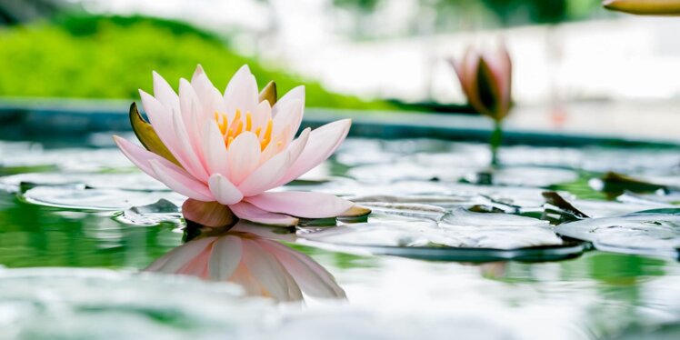 fiore-di-loto-rosa-nello-stagno.jpeg