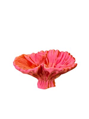 corallo-petalo-doceano