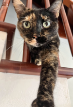 uscita-catsitting-a-domicilio