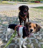 pacchetto-5-uscite-dogsitting