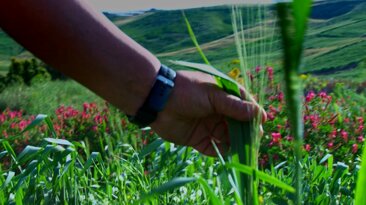 mano spiga_1.1.1.jpeg mano spiga_1.1.1.jpeg