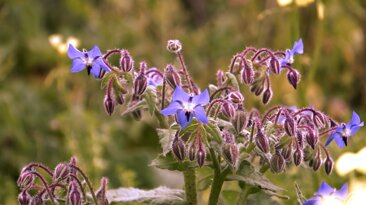 borragine_1.3.1_1.3.2_1.3.3.jpeg borragine_1.3.1_1.3.2_1.3.3.jpeg