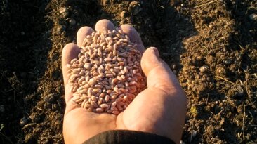 mano grano_1.6.1.jpeg