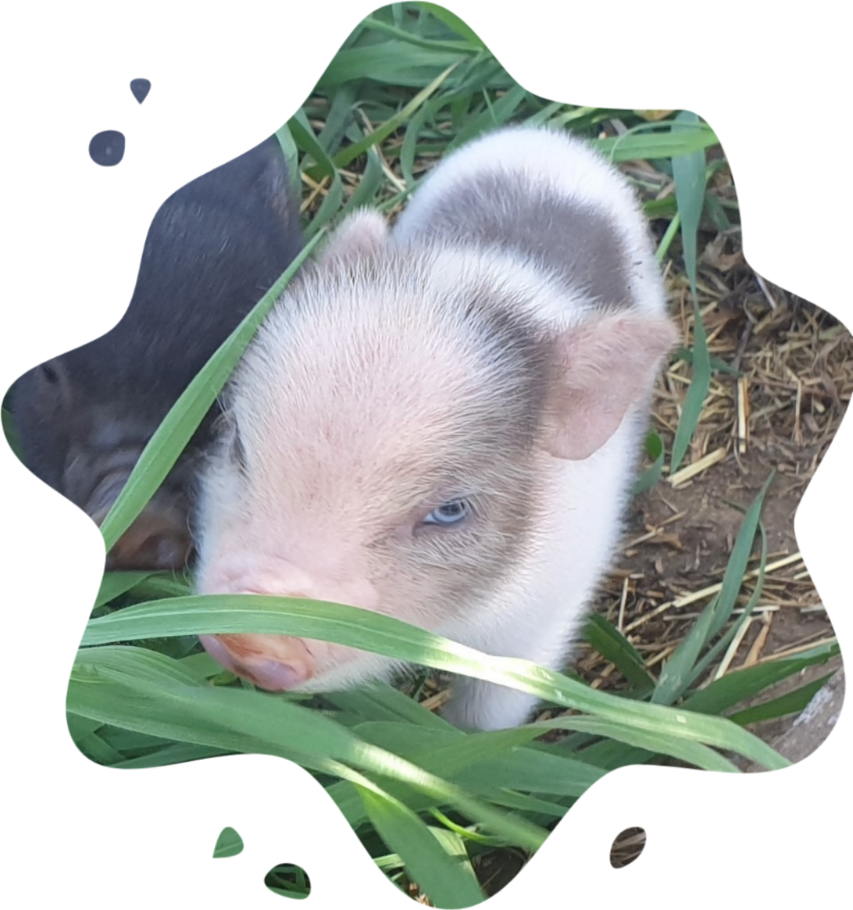 polish_20250326_174356621