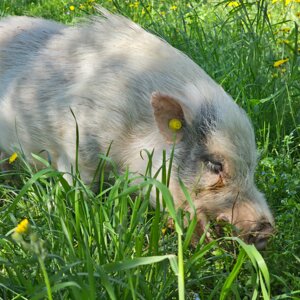 2020-08-09 07.52.20.jpeg