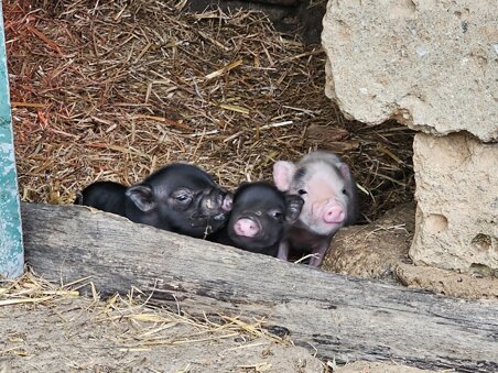 2025-04-14 17.43.42.jpeg